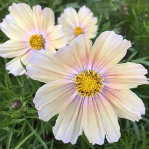 Cosmos Abricot Lemonade