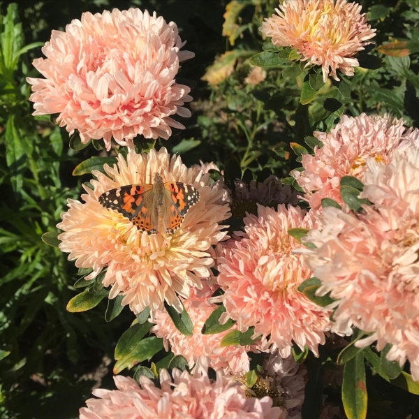 Asters