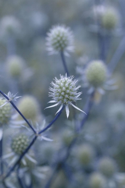 Eryngium planum Russisk mandstro Blue Glitter