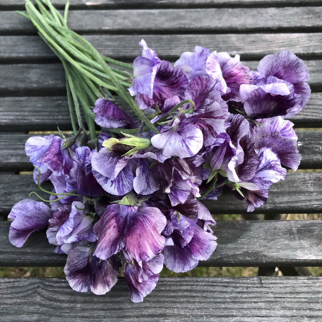 Sweet Pea Earl Grey II Lathyrus, ærteblomst, Earl Grey