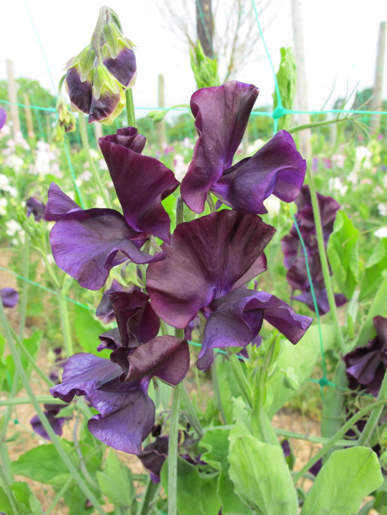 Lathyrus ærteblomst Just Jenny