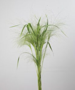 Fontænegræs Panicum Frosted Explosion